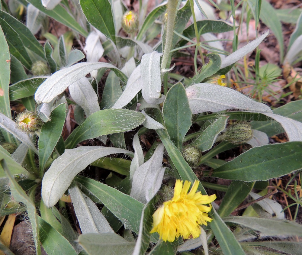 Pilosella Pilosellina -ryhmän - huopavoikeltanoiden lehdet ovat päältä vihreät ja pitkän hapsikarvaiset. Kuvassa olevalla huopavoikeltanolla, P. officinarum, lehtien yläpinnalla on hapsikarvojen lisäksi toisinaan myös hiukan tähtikarvoja. Lehtien alapinta on harmaa johtuen tiheästä tähtikarvavanukkeisuudesta. Lisäksi myös alapuolella on pitkiä hapsikarvoja. EH, Valkeakoski, Rapola, Rapolankujalta Kivirikon huvilalle vievän pikkutien laitaketo, 9.6.2013. Copyright Hannu Kämäräinen.