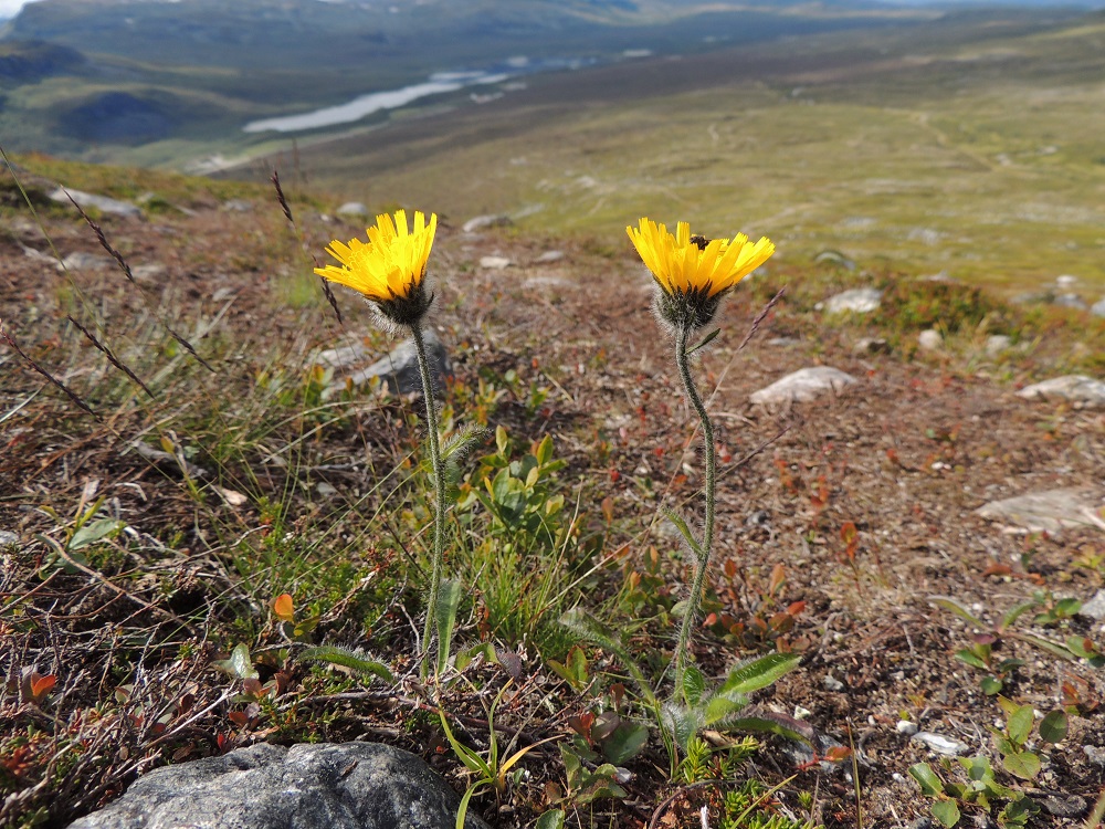 Hieracium alpinum - tunturikeltanon kasvupaikkoina ovat lähinnä tunturien paljakkavyöhykkeen kalliot, soraikot ja varpukankaat sekä jokivarsien kalliot ja kuivat hiekkatörmät. Avoimessa tunturimaassa sen isot ja kirkkaankeltaiset kukinnot kiinnittävät niin retkeilijöiden kuin hyönteistenkin huomiota. EnL, Enontekiö, Kilpisjärvi, Saanan pitkä ja loivahko luoteisrinne, tunturipaljakka laelle nousevan reitin varressa, 705 m mpy, 17.7.2013. Copyright Hannu Kämäräinen.