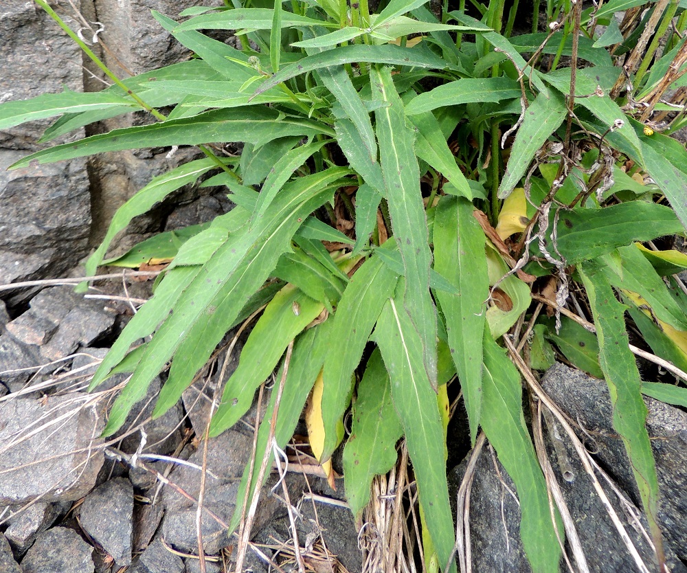 Hieracium sect. Oreadea - kalliokeltanoiden ruusukelehtien ruoti on yleensä noin 1-5 cm pitkä. Lehtilapa on jäykähkö, suikea, kapeanpuikea tai kapeansoikea ja kiilatyvinen, terävä- tai tylppäkärkinen sekä laidoiltaan lähes ehyt tai harvakseen hampainen. Se on tavallisesti noin 5-12 cm pitkä ja leveimmältä kohtaa noin 1-3 cm leveä. 13.6.2014. Copyright Hannu Kämäräinen.