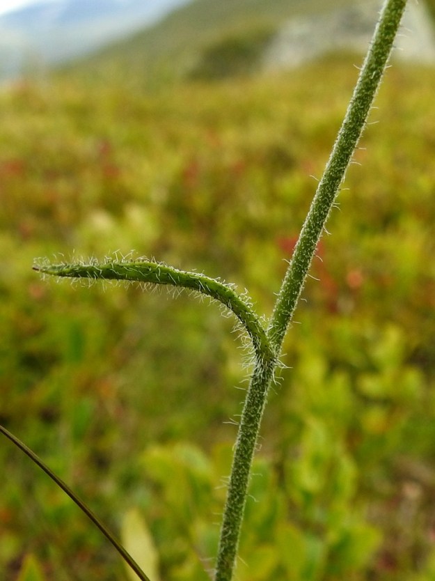 Hieracium sect. Subalpina - mustakeltanoiden varsi on liereä ja vihertävän tai mustanvihreän sävyinen sekä alempaa hapsi- ja tähtikarvainen. Hapsikarvat ovat pehmeät, tyveltä yleensä tummat, muuten vaaleat ja useimmiten noin 1-2 mm pitkät. Kuvassa on myös ruoditon ja suikea tai lähes tasasoukka varsilehti. EnL, Enontekiö, Kilpisjärvi, Saanan koillispuoli, Saanajärven luoteispäässä oleva harjannealue, järvestä nouseva alarinne, 695 m mpy, 18.7.2023. Copyright Hannu Kämäräinen.