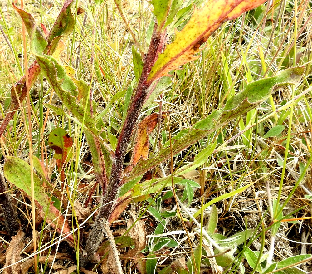 Hieracium sect. Tridentata - tankikeltanoiden lehtilapa on laidoiltaan iso- tai pienihampainen, ei alaspäin kiertynyt. Se on lajista riippuen vihreä, harmaanvihreä tai sinivihreä ja kalju tai vaihtelevasti hapsikarvainen sekä joskus alapuolelta myös tähtikarvainen. Varsi on tanakka, liereähkö, vihreäsävyinen ruskehtava tai varsinkin alaosastaan punertava. Se on lajistakin riippuen kalju, tyviosastaan tai kokonaankin hapsikarvainen. A, Sund, Bomarsund, Notviksbasenin kallioniemi, Notvikstornet, tykkitorniraunion ympäristö, 13.7.2017. Copyright Hannu Kämäräinen.