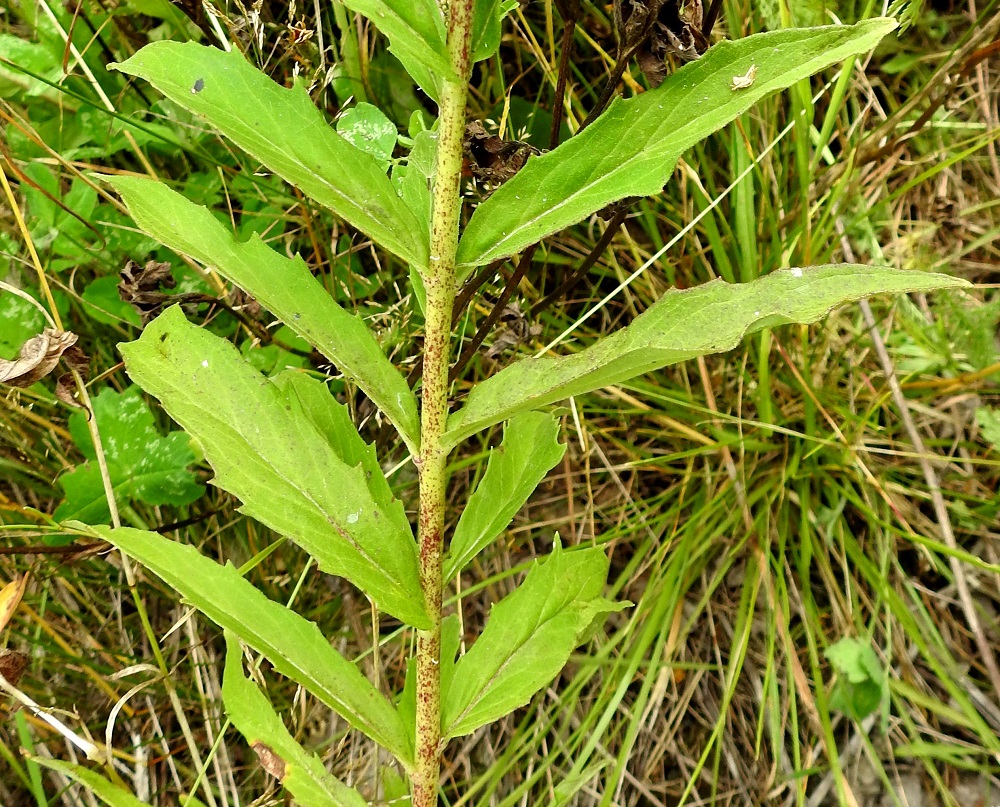 Hieracium umbellatum - sarjakeltanon lehdet ovat vihreät tai tummanvihreät ja ehytlaitaiset tai harvakseen pienehköhampaiset. EH, Hämeenlinna, Majalahti, Louhoksentien varren maanläjitysalue, itäosan tasattu laki, 15.8.2022. Copyright Hannu Kämäräinen.