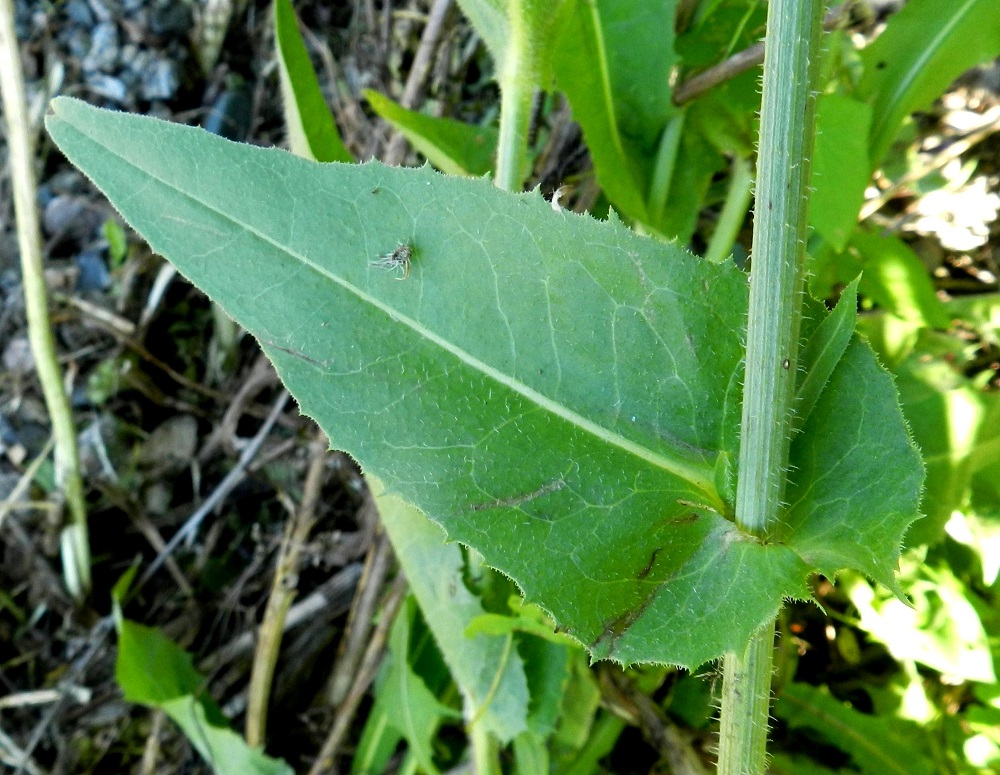 Cichorium intybus - (hyöty)sikurin lehdet pienenevät latvaa kohti ja muuttuvat ehyiksi. Laita on enää korkeintaan nirhahampainen. Lehdet ovat päältä vihreät ja kaljuhkot tai vaihtelevasti lyhyt- ja karheakarvaiset. Varret ja haarat ovat liereähköt tai särmikkäät ja toisinaan ylempääkin karheakarvaiset. EH, Hämeenlinna, Keinusaari, radan ja Vanajaveden rannan välissä kulkevan ulkoilureitin laita ja rantaan laskeva laitapenger Varikonniemen tyven kohdalla, 14.7.2011. Copyright Hannu Kämäräinen.