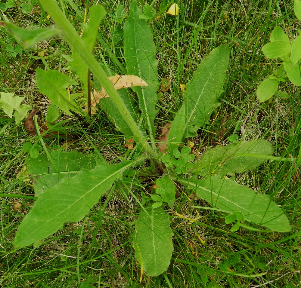Hieracium sect. Vulgata - ahokeltanoiden tyvellä on kukintavaiheessa lakastuva tai sen aikanakin säilyvä, ruodillinen ja niukka - runsas lehtiruusuke. Ruoti on useimmiten noin 1-8 cm pitkä. Lehtilapa on yleensä suikea tai soikeahko, kiilatyvinen suipon terävä-, tylppä- tai joskus pyöreähkökärkinen. Lapa on vihreä, harmaanvihreä, sinivihreä tai toisinaan alta punertava ja tavallisesti noin 4-20 cm pitkä sekä leveimmältä kohtaa noin 1-5 cm leveä. EH, Hämeenlinna, Loimalahti, Hirsimäki, omakotialue, omakotitontin laide Näsiäntien varressa, 4.7.2012. Kuvassa on koivuahokeltano, H. diaphanoides. Määrityksen on tehnyt samasta kasvustosta otetusta näytteestä Alexander Sennikov 2007. Copyright Hannu Kämäräinen.