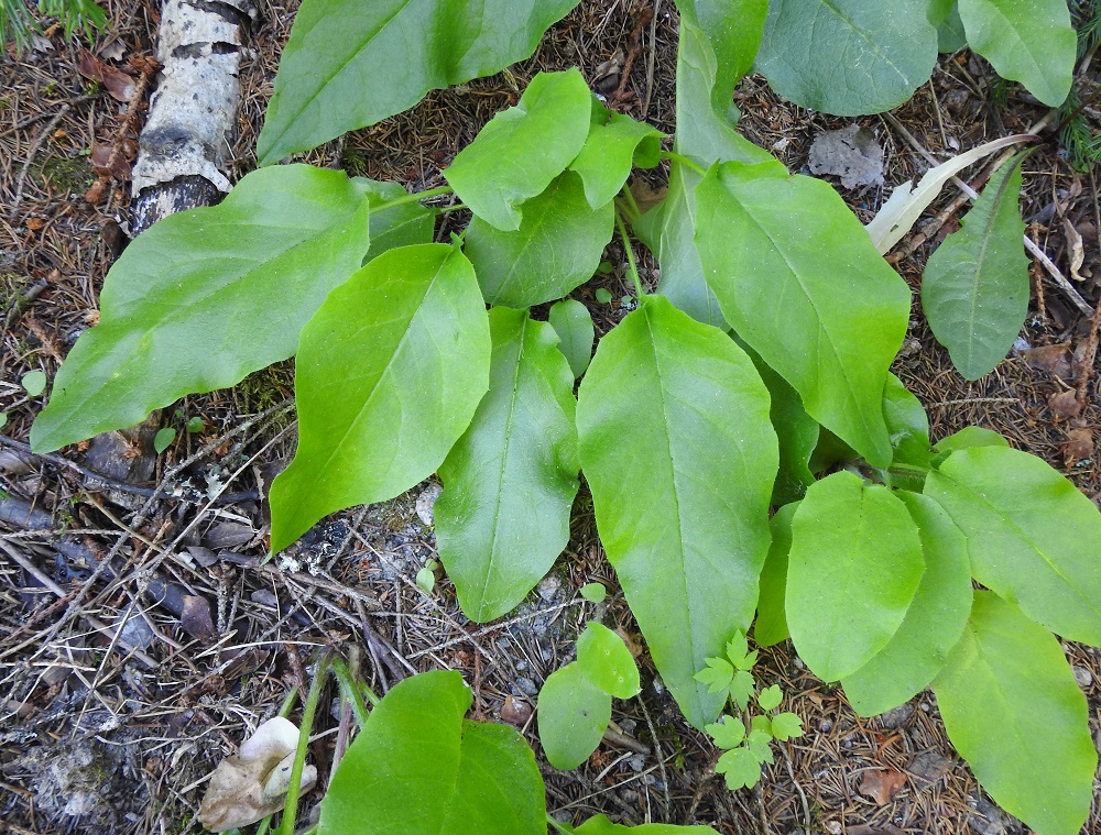Hieracium sect. Hieracium - salokeltanoiden joidenkin pikkulajien ruusukelehdet ovat lähes tai aivan ehytlaitaiset. Tällainen laji on kuvassa oleva hjeltinsalokeltano. V, Vihti, Salmi, Salmen ulkoilualue, Paratiisi, alueen P-paikalta jyrkästi nousevan, kallioisen mäkialueen alarinne, 27.6.2022. Määrityksen on varmistanut kuvista Alexander Sennikov 2025. Copyright Hannu Kämäräinen.