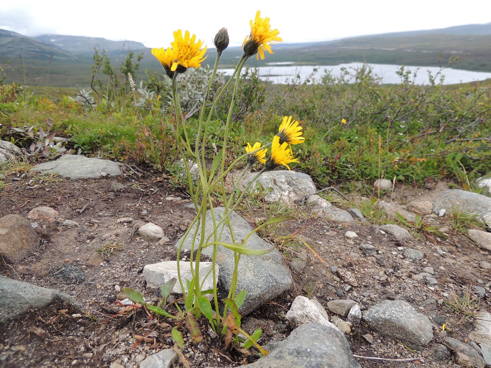Hieracium sect. Subalpina - mustakeltanot ovat Suomessa alkuperäisiä. Ne ovat yleisempiä vain Enontekiön Lapin eliömaakunnassa ja harvinaisia Inarin Lapin, Kittilän Lapin ja Sompion Lapin eliömaakunnissa sekä Koillismaan eliömaakunnan pohjoisosassa. Muissa Pohjoismaissa mustakeltanoita kasvaa Ruotsissa, Norjassa ja Islannissa. EnL, Enontekiö, Kilpisjärvi, Mallan luonnonpuisto, Kalottireitin varsi Siilaskosken ja Mallalampien välillä, tunturikangas, 575 m mpy, 19.7.2013. Copyright Hannu Kämäräinen.