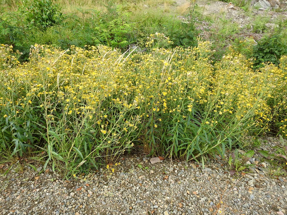Hieracium umbellatum - sarjakeltano kasvaa toisinaan hyvinkin tiheinä varsikkoina. Se on Suomessa alkuperäinen, ja esiintymisalue kattaa kaikki eliömaakunnat. Yleinen se on etelästä päin Perä-Pohjanmaan ja Koillismaan eliömaakuntiin saakka ja harvinainen pohjoisempana. Kasvupaikkoina ovat lähinnä kuivat ja karut meren-, järven- ja joenrannat, kallioalueet, kangasmetsien aukot, valoisat harjurinteet, kuivat pientareet, tien- ja radanvarret, pellonlaiteet sekä sorakuopat ja muut avoimet soramaat. EH, Hattula, Retula, Laitikkalantien (tie 13958) laita avohakkuualueen kohdalla, 2.8.2021. Copyright Hannu Kämäräinen.
