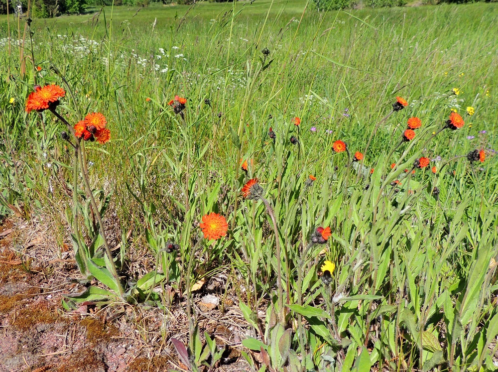 Pilosella aurantiaca - oranssivoikeltano on Suomessa vakiintunut uustulokas tai koristekasvikarkulainen. Havaintojen perusteella se näyttäisi viime vuosikymmeninä runsastuneen ja laajentaneen esiintymisaluettaan, joka 2020-luvun puolivälissä yltää etelästä päin Koillismaan, Perä-Pohjanmaan ja Kittilän Lapin eliömaakuntiin saakka. Valtaosassa eliömaakuntia havainnot ovat yksittäisiä. Kasviatlaksessa eniten niitä on eteläisemmässä Suomessa. Läheinen välimuotolaji, rusovoikeltano, P. xblyttiana, on Suomessa alkuperäinen. Sen esiintymisalue yltää etelästä päin, Ahvenanmaan ja Etelä-Karjalan eliömaakuntia lukuun ottamatta Kainuun, Oulun Pohjanmaan ja Perä-Pohjanmaan eliömaakuntien linjalle saakka. A, Vårdö, Sandö, Björkäng, Sandövägen-maantien laide, 10.6.2014. Copyright Hannu Kämäräinen.
