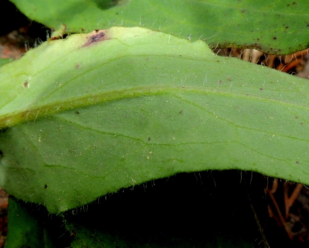 Hieracium sect. Oreadea - kalliokeltanoiden lehdet ovat usein alta myös tähtikarvaiset. Tähtikarvoitus näkyy kuvassa lähinnä keskisuonessa. Lisäksi lehtien pinnoilla ja laidoilla on hyvin pieniä nystykarvoja, joiden havaitseminen vaatii voimakkaampaa (mielellään 50 x) suurennosta. Kuvassa ne näkyvät vaaleina pisteinä. Lehtien nystykarvat ovat tärkeä mutta suurentavaa tarkastelua vaativa, erottava tuntomerkki lähilajiryhmiin, ahokeltanoihin, H. sect. Vulgata ja tankikeltanoihin, H. sect. Tridentata, joiden lehdissä nystykarvoja ei ole. 13.6.2014. Copyright Hannu Kämäräinen.