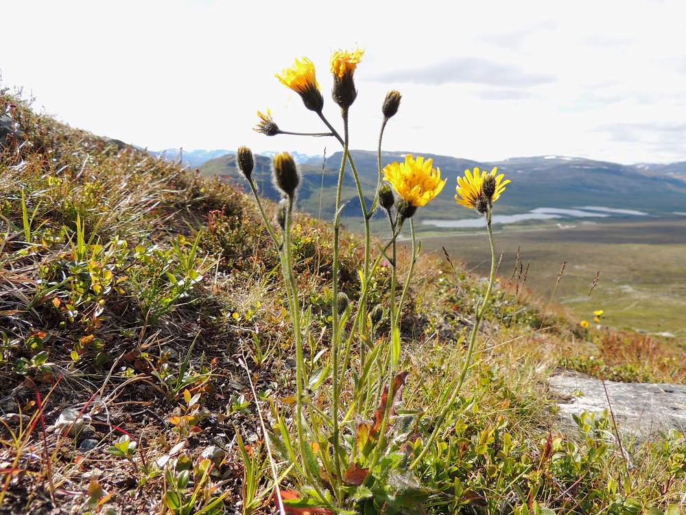 Hieracium sect. Subalpina - mustakeltanoiden Kasvupaikkoina ovat lähinnä tunturikankaat, kalliorinteet ja -töyräät, soraikot sekä jokivarsien kalliot ja hiekkatörmät. Suomesta on aikanaan nimetty noin 30 mustakeltanoiden apomiktista eli ilman pölytystä syntynyttä pikkulajia, joita ei yli 50 vuoteen ole enää juurikaan tutkittu. EnL, Enontekiö, Kilpisjärvi, Saanan pitkä ja loivahko luoteisrinne, tunturipaljakka laelle nousevan reitin varrella, 705 m mpy, 17.7.2013. Copyright Hannu Kämäräinen.