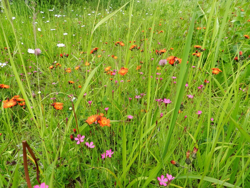 Pilosella aurantiaca - oranssivoikeltanon kasvupaikkoina ovat lähinnä kedot, niityt, puistot, pientareet, tien- ja radanvarret sekä asutuksen lähialueet. Se voi levittäytyä laajoiksikin kasvustoiksi ja säilyä samalla paikkaa jopa vuosikymmeniä. EH, Hämeenlinna, Sairio, Sairionranta, radanvarsiketo Vanajaveden rannassa, ulkoilureitin varressa, 30.6.2012. Copyright Hannu Kämäräinen.