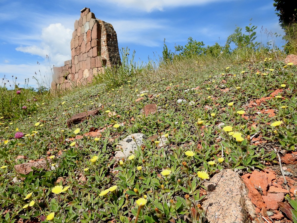 Pilosella Pilosellina -ryhmän - huopavoikeltanoiden toinen laji, mäkivoikeltano, P. peleteriana on Suomessa alkuperäinen. Sen esiintymisalue yltää etelästä pohjoisimpaan Lappiin saakka, mutta yleinen se on vain Ahvenanmaalla. Esiintyminen on puutteellisesti tunnettua, ja suurimmassa osassa eliömaakuntia on tietoa vain yksittäisistä esiintymistä. Se näyttäisi kokonaan puuttuvan kaakkoisen Suomen, Pohjois-Savon, Perä-Pohjanmaan ja Enontekiön Lapin eliömaakunnista. Kasvupaikat ovat samankaltaiset kuin huopavoikeltanolla, mutta Lapissa mäkivoikeltano kasvaa myös joenvarsisomerikoilla, tulvaniityillä ja metsänrajarinteillä. A, Sund, Bomarsund, Sundsvägenin eteläpuolella olevan linnoitusraunioalueen uloimman vallin laitarinne, 12.6.2024. Copyright Hannu Kämäräinen.