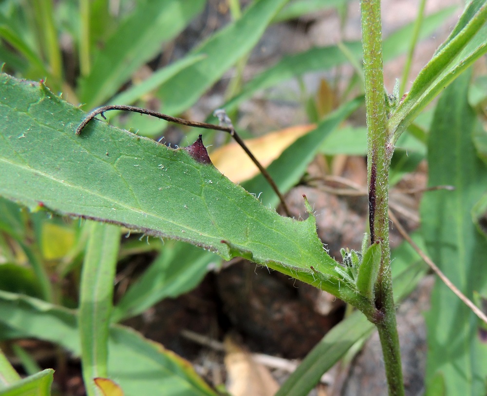 Hieracium sect. Oreadea - kalliokeltanoiden varret ovat lehtiosuudella lajistakin riippuen kaljut tai tähtikarvaiset ja harvakseen hapsikarvaiset. Lehtien muuten pienihampaisissa laidoissa saattaa tyviosassa olla muutama kookkaampikin hammas. 13.6.2014. Copyright Hannu Kämäräinen.