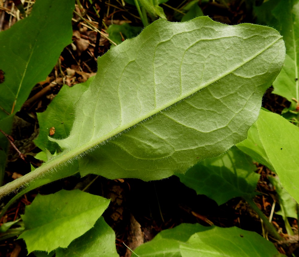 Hieracium sect. Hieracium - salokeltanoiden lehdet ovat kaljut tai vaihtelevasti hapsikarvaiset ja joillakin lajeilla myös alapinnan keskisuonesta tähtikarvaiset. Hapsikarvat ovat pisimmät ruodissa ja lavan alapinnan keskisuonessa. EH, Hämeenlinna, Loimalahti, Hirsimäki, Vuokontien ja Kämmekäntien välinen metsäkaista, 25.6.2017. Kuvassa on korpinsalokeltano, H. distractum. Määrityksen on tehnyt näytteestä Alexander Sennikov 2025. Copyright Hannu Kämäräinen.