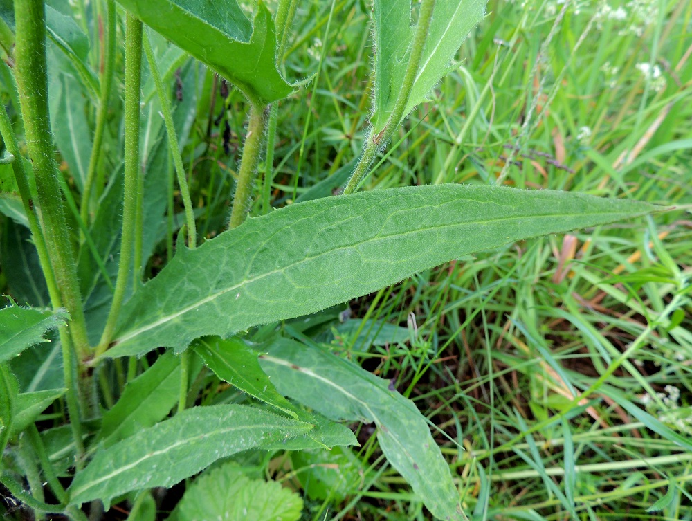 Hieracium sect. Vulgata - ahokeltanoiden alimmat varsilehdet ovat ruodilliset ja muut ruodittomat. Ne ovat yleensä suikeahkot ja lavaltaan useimmiten noin 3-17 cm pitkät sekä leveimmältä kohtaa noin 1-5 cm leveät. Varret ovat liereähköt, vaihtelevasti hapsi- ja tähtikarvaiset sekä joillakin lajeilla myös nystykarvaiset. ES, Imatra, Vuoksenniska, Kaukopää, Kolmen ristin kirkon kohdalla, Ruokolahdentien varressa oleva niittymäinen kenttäalue, 9.7.2015. Kuvassa on piennarahokeltano, H. vulgatum. Määrityksen on tehnyt näytteestä Alexander Sennikov 2015. Copyright Hannu Kämäräinen.