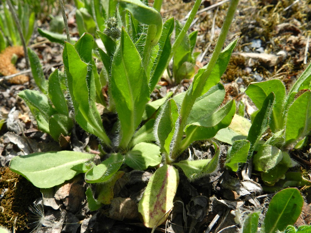 Pilosella Cauligera -ryhmä - hiirenvoikeltanoista korvavoikeltanolla lehdet ovat lähinnä kielimäiset. Lehtien muoto periytyy usein myös korvakeltanon läheiselle, kuvassa olevalle välimuotolajille, ruotsinvoikeltanolle. EH, Hämeenlinna, Vuorentaka, Rääpiälä, Hämeen Härkätien (tie 2855) laita lähellä Nukarintien risteystä, 12.6.2011. Määrityksen varmistanut näytteestä Alexander Sennikov. Copyright Hannu Kämäräinen.