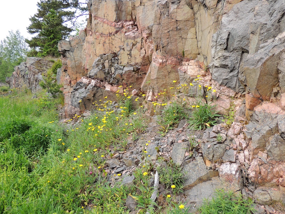 Hieracium sect. Oreadea - kalliokeltanot ovat Suomessa alkuperäisiä, ja niitä on Kasviatlaksen mukaan tavattu harvinaisena tai harvinaisehkona lähinnä Ahvenanmaan, Varsinais-Suomen ja Uudenmaan eliömaakunnista. Lajiryhmän tunnistamisvaikeuden vuoksi levinneisyydestä ja runsaudesta ei ole luotettavaa tietoa. Kasvupaikkoina ovat lähinnä kallioalueet, rantakalliot, sorarinteet ja kuivat pientareet. Jos on kiinnostunut lajiryhmästä, kannattaa huomio ensimmäiseksi keskittää kivipinnoilla kasvaviin ukonkeltanoihin, joiden lehdistä voi pienellä, mukana kulkevalla mikroskooppilampulla etsiä minimaalisia nystykarvoja. 13.6.2014. Copyright Hannu Kämäräinen.