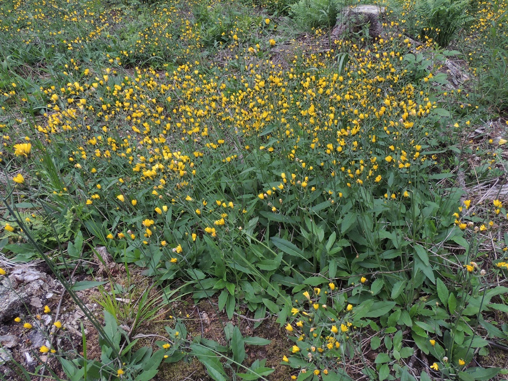 Hieracium sect. Vulgata - ahokeltanot on Suomessa alkuperäinen lajiryhmä, jota tavataan kaikissa eliömaakunnissa. Lajiryhmä on yleinen tai yleisehkö lähes koko Suomessa lukuun ottamatta pohjoisinta Lappia, jossa esiintyminen harvinaistuu. Kasvupaikkoina ovat lähinnä kuivat ja tuoreet metsät (harvemmin lehdot), hakkuualueet, metsänlaiteet, niityt, pensaikot, kalliot, rannat, pientareet ja metsäiset tienvarret. Ahokeltanot voivat toisinaan, esimerkiksi juuri hakkuualueilla, muodostaa aika nopeasti tiheitä ja laajojakin kasvustoja yläosastaan haarovan juuriston ja runsaan pähkylätuotannon avulla. EH, Pälkäne, Äimälä, Mallasveden Mallasselän itärantaa kulkevan Äimäläntien varren hakkuuaukko Rantalan tilan pohjoispuolella, 22.6.2016. Kuvassa on koivuahokeltano, H. diaphanoides. Määrityksen on tehnyt näytteestä Alexander Sennikov 2017. Copyright Hannu Kämäräinen.