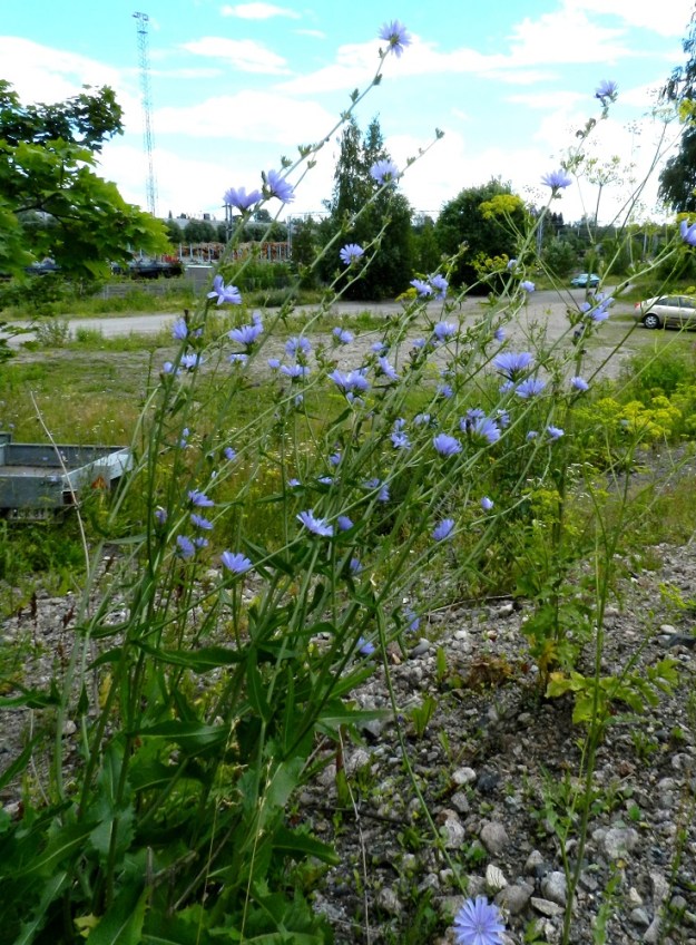 Cichorium intybus - (hyöty)sikuri on monivuotinen, pysty ja tavallisesti noin 50-100 cm korkea ruoho. Sen vankka pääjuuri voi haaroa myös yläpäästään synnyttäen monivartisia tuppaita. Kuvan oikeassa laidassa on seuralaisena (euroopan)palsternakka, Pastinaca sativa. EH, Hämeenlinna, Keinusaari, ratapihan ylittävän Viipurintien sillan penger rata-alueen länsipuolella, 21.7.2012. Copyright Hannu Kämäräinen.