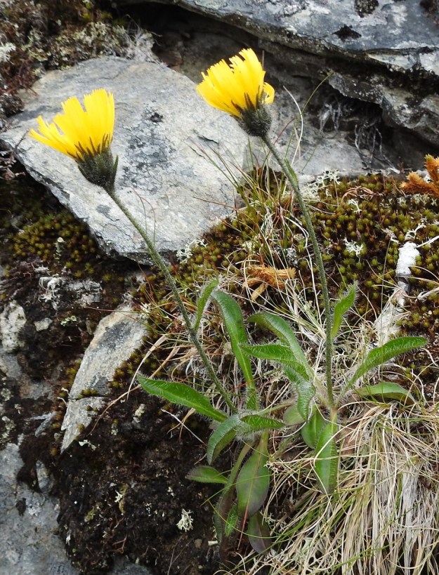 Hieracium alpinum - tunturikeltano on monivuotinen ja pysty ruoho, joka on tavallisesti noin 8-20 cm korkea. Sen tyvellä on monilehtinen lehtiruusuke, minkä lisäksi pienempiä varsilehtiä on yhdestä kolmeen. EnL, Enontekiö, Kilpisjärvi, Saanan pitkä ja loivahko luoteisrinne, keskiosa, rinteen poikki kulkeva, matalahko kalliotöyräs, 680 m mpy, 18.7.2023. Copyright Hannu Kämäräinen.