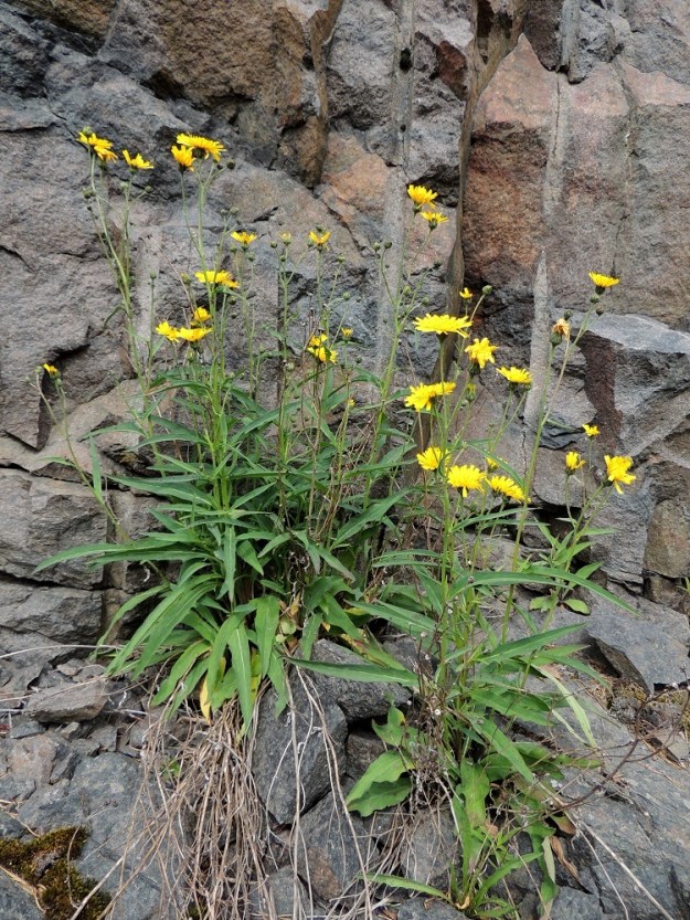 Hieracium sect. Oreadea - kalliokeltanot ovat tankikeltanoiden, H. sect. Tridentata ja ahokeltanoiden, H. sect. Vulgata välimaastoon sijoittuva, hankalasti rajattava keltanoryhmä. Ahvenanmaalla ja eteläisimmässä Suomessa silkalla kalliopinnalla kasvavia ukonkeltanoita voi ainakin epäillä kalliokeltanoiksi. A, Lemland, Järsö, Bergö, Järsövägenin laita Holmenin tienhaaran luoteispuolella, tienlaidan kallioleikkaus, 13.6.2014. Ellei toisin mainita, kuvat ovat tältä samalta kasvupaikalta. Kuvasarjassa esiintyvä laji on tummakalliokeltano, H. argenteum. Määrityksen on tehnyt näytteestä Alexander Sennikov Helsingin kasvimuseossa 2015. Copyright Hannu Kämäräinen.