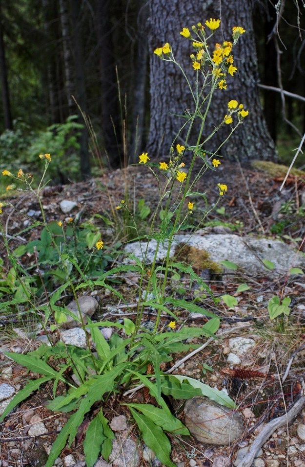 Hieracium sect. Tridentata - tankikeltanot ovat monivuotisia ja pystyjä ruohoja, jotka ovat yleensä noin 20-100 cm korkeita. Varret ovat yksittäin tai juurakosta nousee useampivartinen ryhmä. EH, Pälkäne, Myttäälä, Nummelanharju, Seitsyeentien laidan metsänreuna lähellä harjun lakialuetta, 23.7.2009. Kuvassa on sarvitankikeltano, H. cornigerum. Määrityksen on tehnyt näytteestä Alexander Sennikov Helsingin kasvimuseossa 2011. Copyright Hannu Kämäräinen.