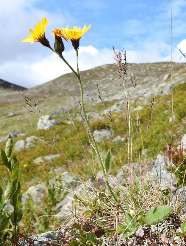 Hieracium sect. Subalpina - mustakeltanot ovat monivuotisia ja pystyjä ruohoja, jotka ovat tavallisesti noin 15-45 cm korkeita. Tyvellä on lehtiruusuke ja varren alaosassa usein vain yksi ruusukelehtien kaltainen varsilehti. EnL, Enontekiö, Kilpisjärvi, Saanan koillispuoli, Saanajärven luoteispäässä oleva harjannealue, järvestä nouseva alarinne, 695 m mpy, 18.7.2023. Copyright Hannu Kämäräinen.