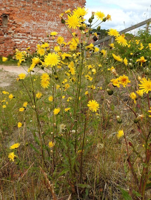 Hieracium sect. Tridentata - tankikeltanoiden kukintomykeröstö on varren kärjessä ja ainakin ylemmissä lehtihangoissa huiskilomaisesti, kerrannaisen huiskilomaisesti tai kerrannaisen viuhkomaisesti ja voi olla laajahko. A, Sund, Bomarsund, Nortviksbasenin kallioniemi, Notvikstornet, tykkitorniraunion ympäristö, 13.7.2017. Copyright Hannu Kämäräinen.