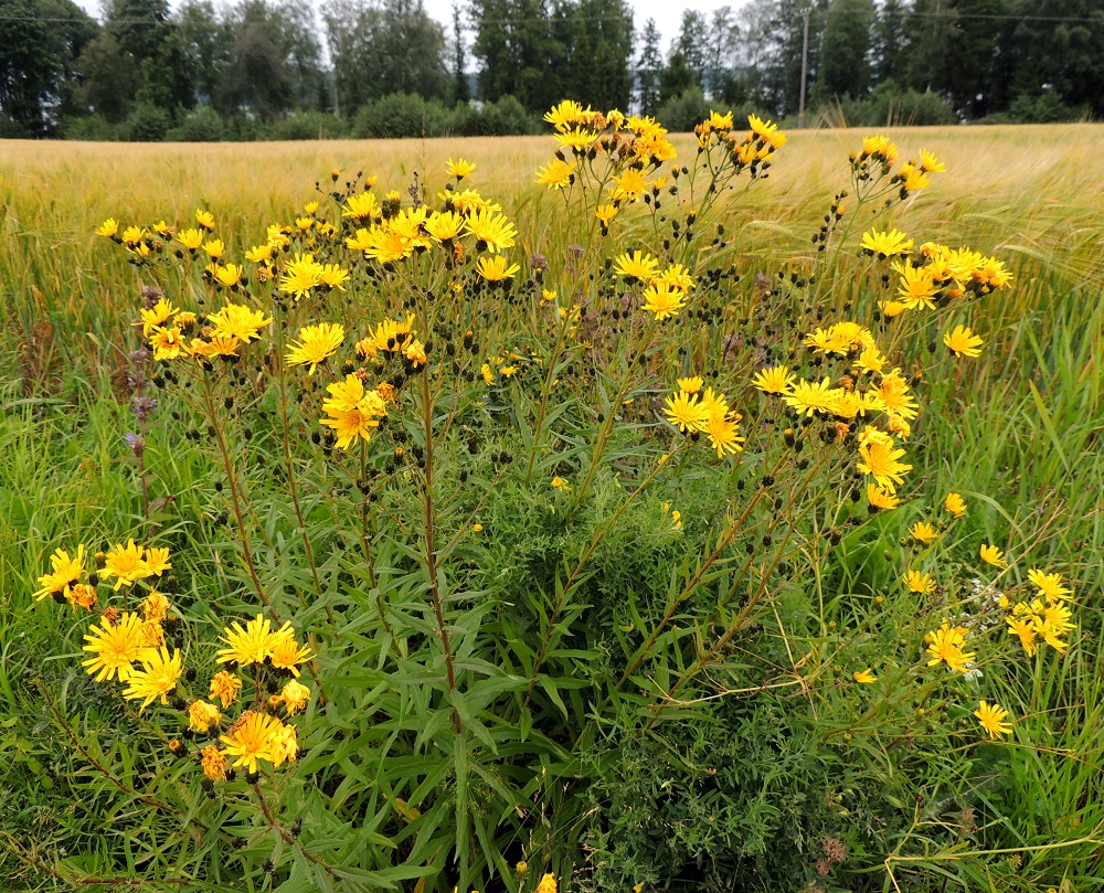 Hieracium umbellatum - sarjakeltano on monivuotinen ja pysty tai koheneva ruoho, joka on tavallisesti noin 20-75 cm korkea. Se on ukonkeltanoiden Umbellata-ryhmän ainoa laji ja ehkä sukunsa helpoimmin tunnistettava. Siitä on kuitenkin aikoinaan julkaistu Suomessa peräti 34 alalajia tai muunnosta, mikä kertoo lajin suuresta monimuotoisuudesta. Kuvassa varsien joukossa on seuralaisena mm. niittynätkelmä, Lathyrus pratensis. EH, Pälkäne, Äimälä, Äimäläntien ojanpenkka Ruotsilan tilan luoteispuolisen peltoaukean kohdalla, 24.7.2013. Copyright Hannu Kämäräinen.
