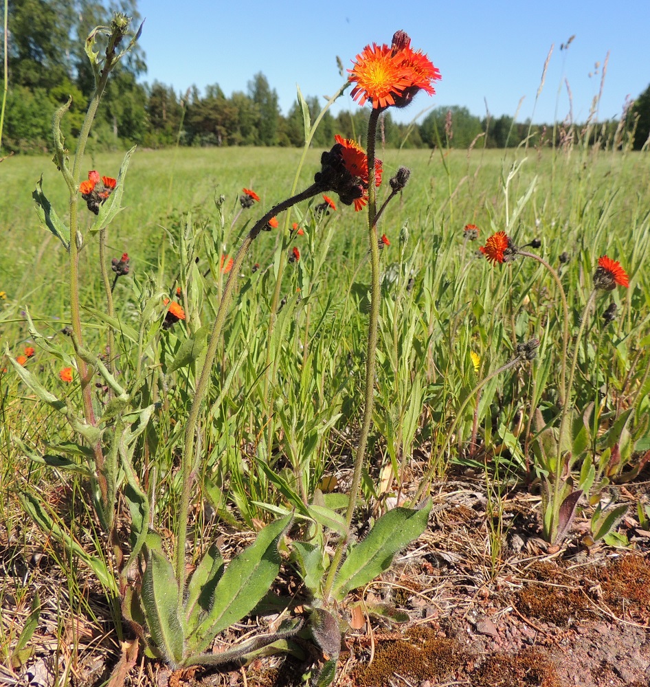 Pilosella aurantiaca - oranssivoikeltano on monivuotinen ja pysty ruoho, joka on yleensä noin 20-40 cm korkea, mutta toisinaan pituutta voi olla jopa 60 cm. Varsia on yleensä yksi, mutta joskus niitä voi olla useampikin. Ne ovat latvan kukinto-osaan saakka haarattomat, liereät ja vihreäsävyiset, harmahtavat tai paikoin punertavat. Tyvellä on lehtiruusuke. Lisäksi varressa, yleensä alaosassa, on yhdestä kolmeen ruoditonta varsilehteä, jotka ovat ruusukelehtien kaltaiset mutta etenkin ylemmät niistä selvästi pienemmät. A, Vårdö, Sandö, Björkäng, Sandövägen-maantien laide, 10.6.2014. Copyright Hannu Kämäräinen.
