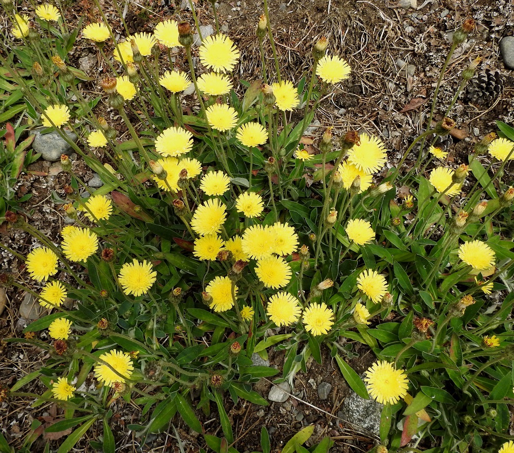 Pilosella Pilosellina -ryhmän - huopavoikeltanoiden nimikkolaji, huopavoikeltano, P. officinarum, on monivuotinen ja pysty vanakasvi, joka on tavallisesti noin 5-25 cm korkea. Toisinaan vanojen mitta voi lopulta ulottua jopa 40 cm:iin. Kasvustot leviävät rönsyämällä tiheiksi ja usein laajoiksikin. EH, Nokia, Sarpatti, Maatialanharjun (Sarpatinharjun) länsipää, Nokianvaltatiehen rajoittuva sorarinne, 12.6.2019. Copyright Hannu Kämäräinen.
