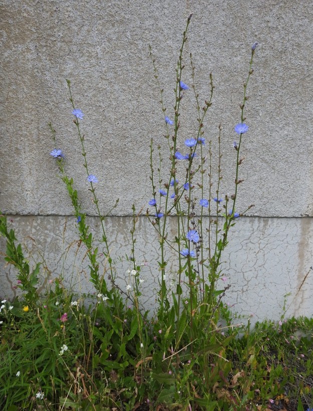 Cichorium intybus - (hyöty)sikuri on varsinkin kukkiessaan hyvin omaperäisen näköinen kasvi, joka on helppo tunnistaa. Sen kasvupaikkoina ovat lähinnä radanvarret, satamat, viljavarasto-, mylly- ja teollisuusalueet, jätteiden käsittely- ja läjityspaikat, maankäsittelyalueet, joutomaat sekä viljelyalueiden laiteet. Kuvassa ovat seuralaisina mm. sikurillakin kiipeilevä peltokierto, Convolvulus arvensis ja (idän)harmio, Berteroa incana. V, Naantali, sataman viljavarastoalue, kadun suuntaisen rakennuksen eteläseinusta ja ratapohja, 26.6.2019. Copyright Hannu Kämäräinen.