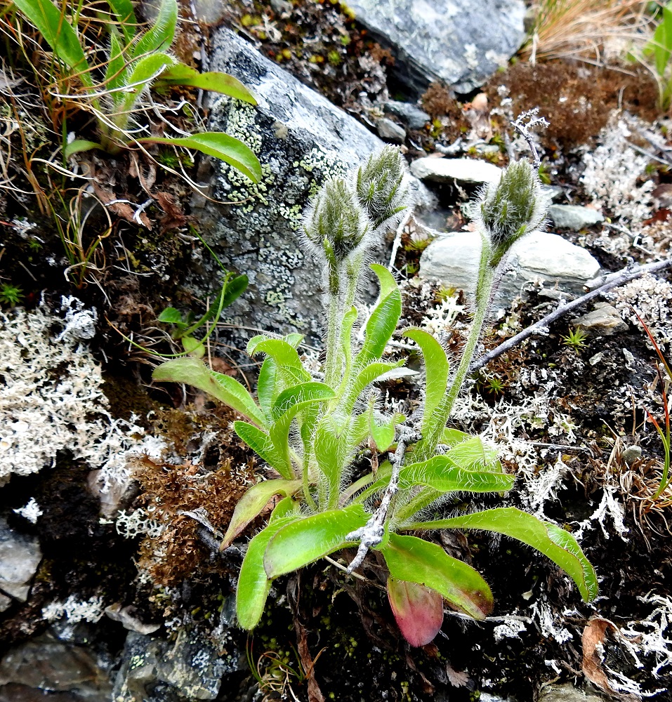 Hieracium alpinum - tunturikeltanon varret ovat yksittäin tai juurakosta nousee muutaman varren ryhmä. Kuvan vasemmassa ylälaidassa on myös pelkkiä lehtiruusukkeita. Retkeilykasvion vuoden 1998 painoksessa lajin kukinta-ajaksi mainitaan elo-syyskuu. Kuten oheinen kuvasarjakin osoittaa, kukinnan alkaminen on ilmastonmuutoksen vaikutuksesta aikaistunut selvästi heinäkuun puolelle. EnL, Enontekiö, Kilpisjärvi, Saanan pitkä ja loivahko luoteisrinne, keskiosa, pienen puroputouksen viereinen kalliorinne, n. 670 m mpy, 18.7.2023. Copyright Hannu Kämäräinen.