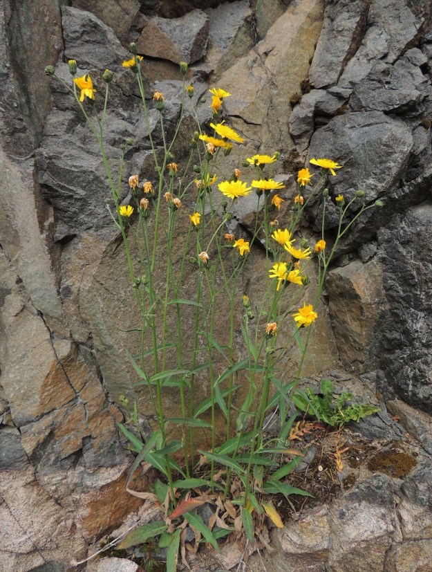 Hieracium sect. Oreadea - kalliokeltanot ovat monivuotisia, pystyjä ruohoja, jotka ovat yleensä noin 15-60 cm korkeita. Varret ovat yksittäin tai juurakosta nousee useampivartinen ryhmä. Varsi on haaraton tai haarova. Tyvellä on määrältään vaihtelevasti ruusukelehtiä. Varsilehtiä on päävarrella kierteisesti useimmiten yhdestä viiteen ja runsashaaraisissa yksilöissä joskus vähän enemmänkin. 13.6.2014. Copyright Hannu Kämäräinen.