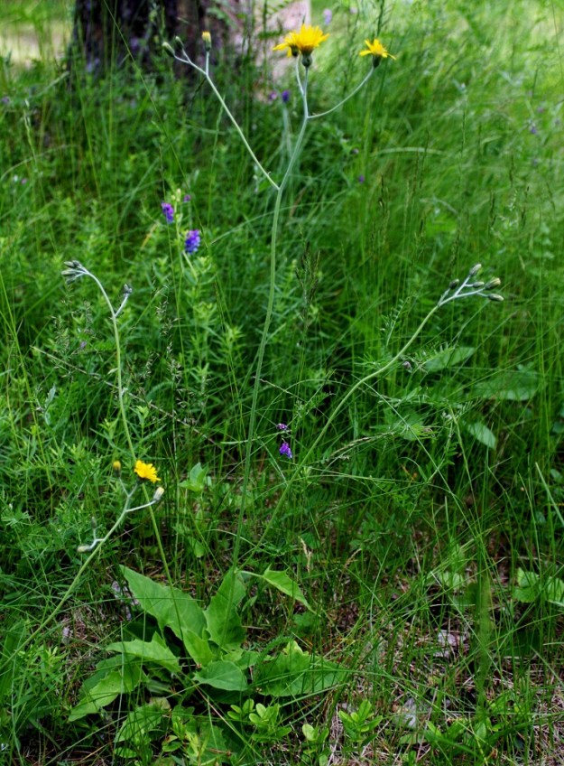 Hieracium sect. Hieracium - salokeltanoiden varsi on haarova ja hento tai jokseenkin tanakka. Se on lehdetön tai varsilehtiä on useimmiten yksi ja harvoin kaksi. ES, Lappeenranta, Huhtiniemi, leirintäalueen lähiseutu, hyppyrimäen vierusniitty, 21.6.2008. Kuvassa on kaunosalokeltano, H. chlorellum. Määrityksen on tehnyt näytteestä Alexander Sennikov 2008. Copyright Hannu Kämäräinen.