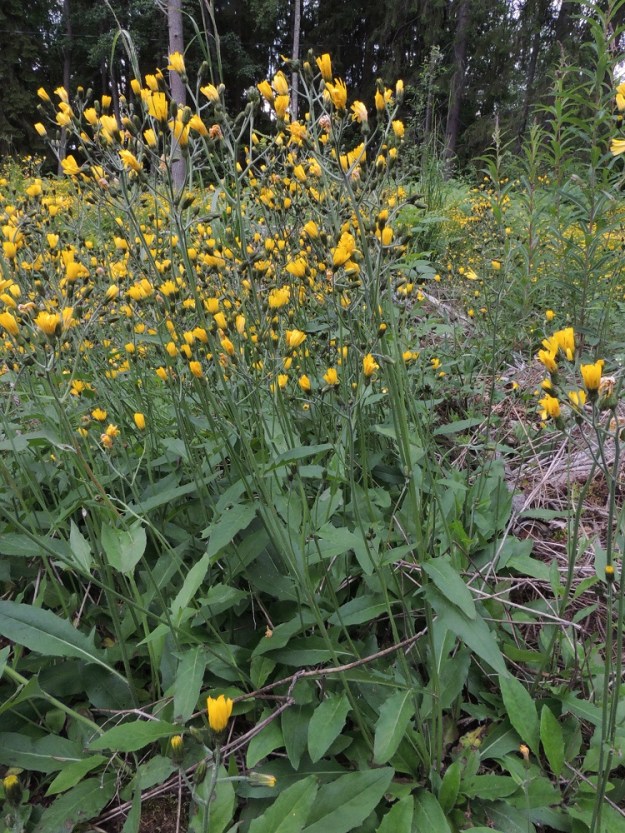 Hieracium sect. Vulgata - ahokeltanoiden varret ovat yksittäin tai yläosastaan haarovasta mutta rönsyttömästä juurakosta nousee useampivartinen ryhmä. Varsi on haarova ja usein tanakka. EH, Pälkäne, Äimälä, Mallasveden Mallasselän itärantaa kulkevan Äimäläntien varren hakkuuaukko Rantalan tilan pohjoispuolella, 22.6.2016. Kuvassa on koivuahokeltano, H. diaphanoides. Määrityksen on tehnyt näytteestä Alexander Sennikov 2017. Copyright Hannu Kämäräinen.