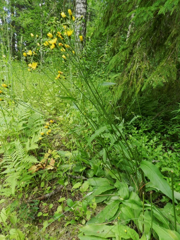 Hieracium sect. Vulgata - ahokeltanot ovat monivuotisia ja pystyjä ruohoja, jotka ovat yleensä noin 20-80 cm korkeita. Varsilehtiä on useimmiten kahdesta viiteen. EH, Hämeenlinna, Hangasmäki, Kankaistenjärven pohjoispää, Hangastöllintien varsi, metsän reuna pienen, kesannolla olevan peltolaikun laiteessa, 5.7.2012. Kuvassa on haka-ahokeltano, H. incurrens. Määrityksen on tehnyt näytteestä Alexander Sennikov Helsingin kasvimuseossa 2013. Copyright Hannu Kämäräinen.
