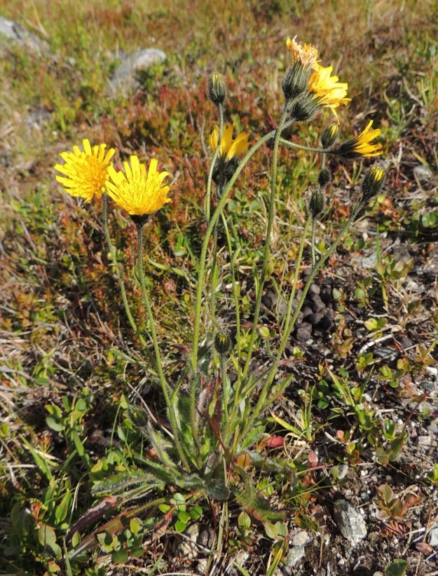 Hieracium sect. Subalpina - mustakeltanoiden varret ovat yksittäin tai juurakosta nousee muutaman varren ryhmä. Useimmiten varsissa on vähintään kaksi kukintomykeröä, mutta toisinaan mykeröitä voi ainakin aluksi olla vain yksi, kuten kuvassa. EnL, Enontekiö, Kilpisjärvi, Saanan pitkä ja loivahko luoteisrinne, tunturipaljakka laelle nousevan reitin varrella, 705 m mpy, 17.7.2013. Copyright Hannu Kämäräinen.