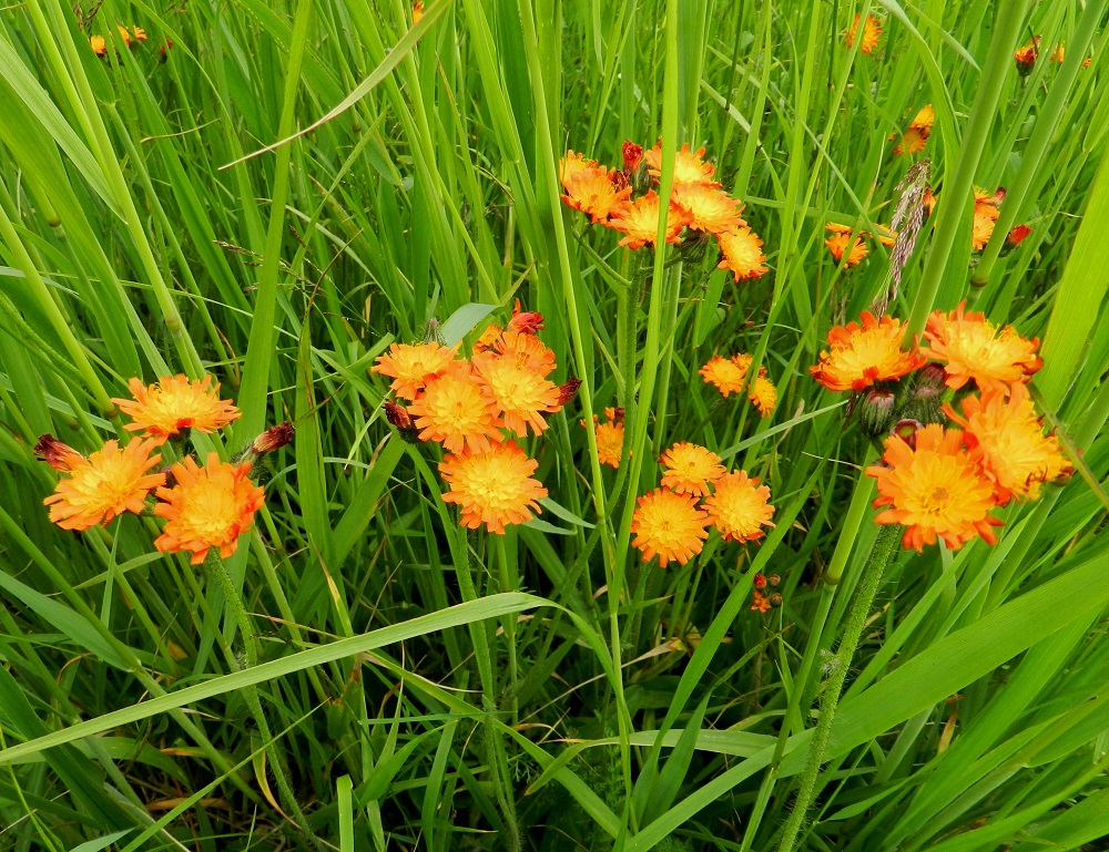 Pilosella aurantiaca - oranssivoikeltano herättää huomiota mykerökukkiensa värillä, joka on yleisestä, keltaisesta värilinjasta poiketen oranssi tai edellisen kuvan kukintojen tavoin punainen. EH, Hämeenlinna, Sairio, Sairionranta, radanvarsiketo Vanajaveden rannassa, ulkoilureitin varressa, 30.6.2012. Copyright Hannu Kämäräinen.