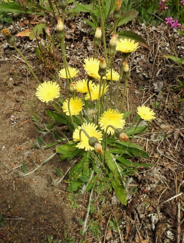 Pilosella Pilosellina -ryhmän - huopavoikeltanoiden lehdet ovat ruusukkeina vanojen tyvellä. Ruusukkeissa on yksi tai useampi vana. Kuvassa olevalla huopavoikeltanolla, P. officinarum, rönsyt ovat yleensä 5-30 cm pitkiä ja hennohkoja. Rönsylehdet ovat vanan tyvellä olevia lehtiä pienemmät ja pienenevät vielä rönsyn kärkeä kohti. EH, Nokia, Sarpatti, Maatialanharjun (Sarpatinharjun) länsipää, Nokianvaltatiehen rajoittuva sorarinne, 12.6.2019. Copyright Hannu Kämäräinen.