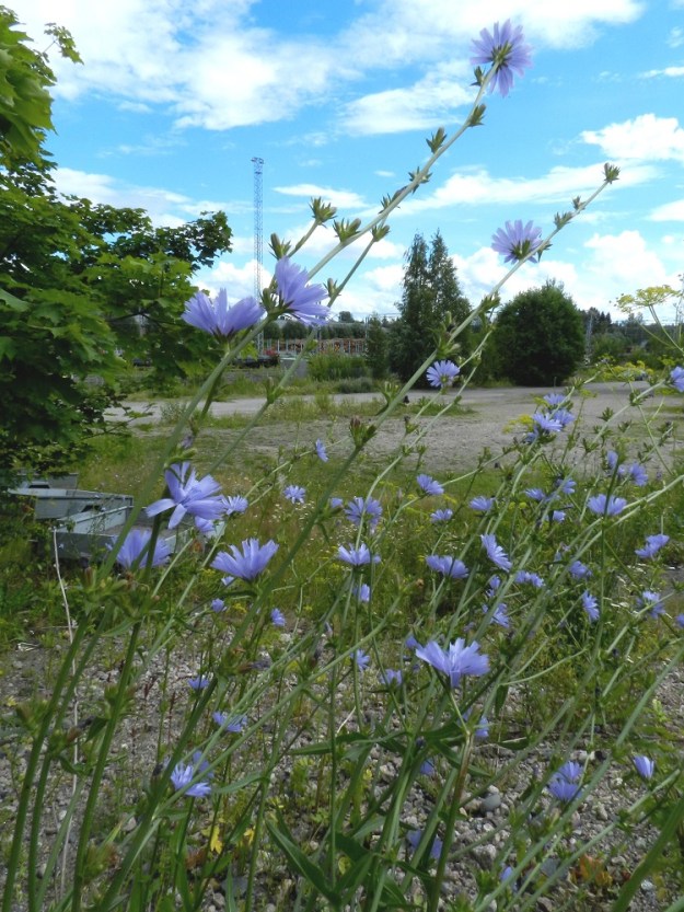 Cichorium intybus - (hyöty)sikurin varret ja kukintohaarat ovat piiskamaiset. Vaaleansiniset mykeröt ovat avoinna vain päivän valoisimpana aikana. EH, Hämeenlinna, Keinusaari, ratapihan ylittävän Viipurintien sillan penger rata-alueen länsipuolella, 21.7.2012. Copyright Hannu Kämäräinen.