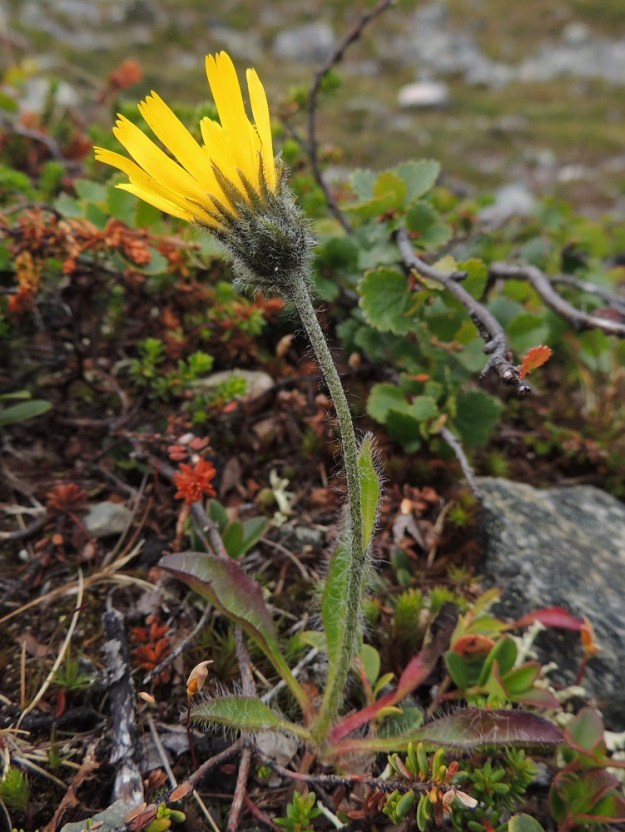 Hieracium alpinum - tunturikeltanon varsi on lähes aina haaraton, liereä, vihertävän tai mustanvihreän sävyinen ja runsaasti hapsikarvainen sekä jossain määrin myös tähti- ja nystykarvainen. Hapsikarvat ovat vaaleat ja noin 2-6 mm pitkät. Monikukkainen mykerökukinto on varren kärjessä yksinään. EnL, Enontekiö, Kilpisjärvi, Saanan pitkä ja loivahko luoteisrinne, tunturipaljakka laelle nousevan reitin koillispuolella, 795 m mpy, 17.7.2013. Copyright Hannu Kämäräinen.