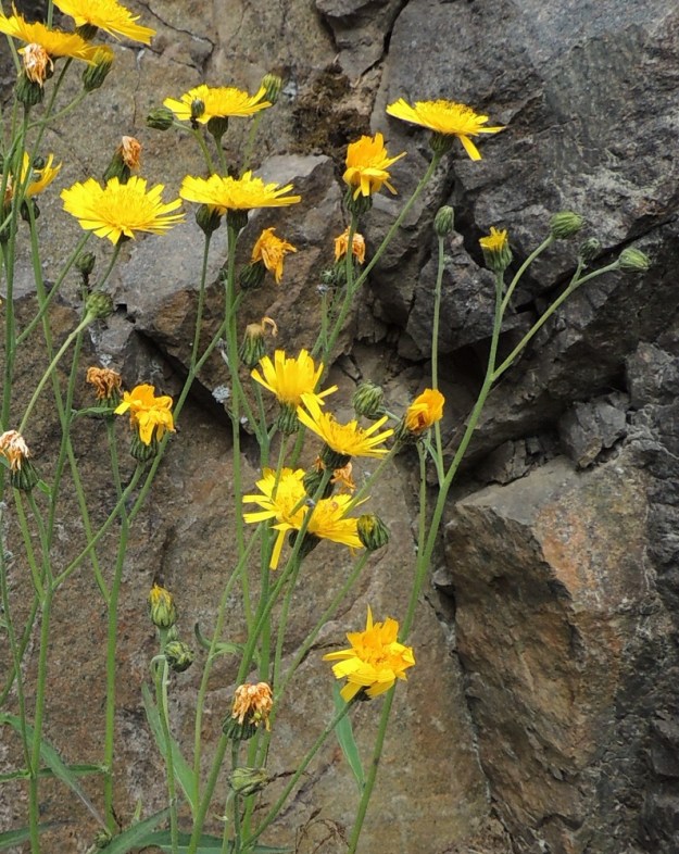 Hieracium sect. Oreadea - kalliokeltanoiden mykeröstö on varren ja haarojen latvassa harsuna ja usein vähämykeröisenä huiskilona. Varsinaiset kukinnot muodostuvat näistä kukkamaisista mykeröistä, jotka ovat peränsä kärjessä yksittäin. Mykeröperä on useimmiten noin 10-70 mm pitkä. 13.6.2014. Copyright Hannu Kämäräinen.