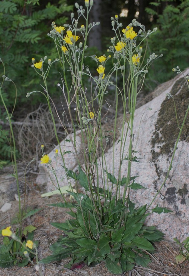 Hieracium sect. Hieracium - salokeltanoiden lajiryhmä on valtaosin selkeä ja muista ryhmistä erottuva. Ukonkeltanot, joissa on pysyvä, monilehtinen ruusuke ja varsilehtiä yleensä vain yksi tai enintään kaksi, ovat melkoisella varmuudella salokeltanoita. Ryhmä on kuitenkin rinnakkainen ahokeltanoiden, H. sect. Vulgata, kanssa, eikä rajalinja ryhmien välillä ole aina selkeä vaan tulkinnanvarainen. Ahokeltanoiden ruusukelehdet ovat usein vähälukuisia ja kukintavaiheessa jo lakastuneita. Varsilehtiä on yleensä useampia. Ryhmien rajapinnassa on kuitenkin joitakin ahokeltanoita, joilla on runsas ja pitkään säilyvä lehtiruusuke, eikä varsilehtiäkään ole juuri yhtä, kahta enempää. Yksi tällainen keltanolaji on ketunsalokeltano, H. caesiomurorum (kuvassa). Se kuului aikaisemmin ahokeltanoihin, mutta on nykyisin siirretty salokeltanoiden ryhmään. EH, Pälkäne, Pohjalahti, Pohjalahdentien (tie 3231) varsi, havumetsän laita Siltasentien risteyksen lähellä, 18.6.2009. Määrityksen varmistanut näytteestä Alexander Sennikov 2011. Copyright Hannu Kämäräinen.