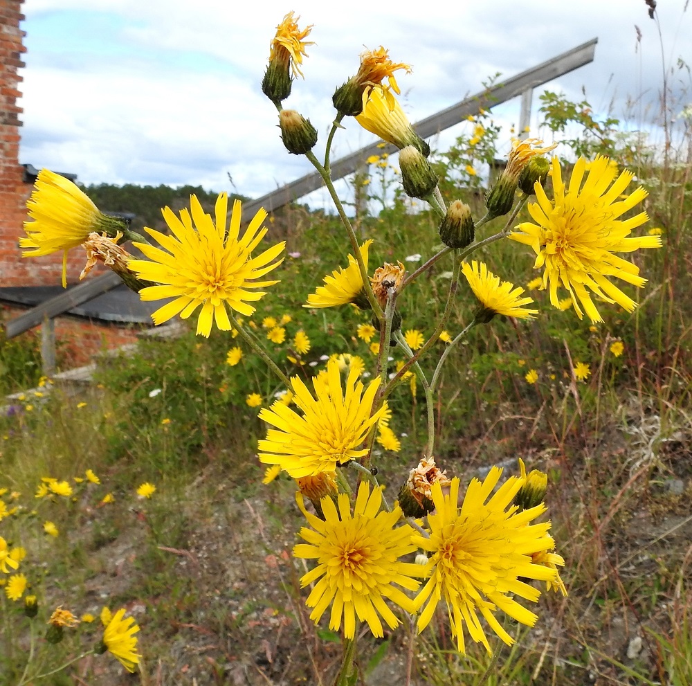 Hieracium sect. Tridentata - tankikeltanoiden keltaiset kukintomykeröt ovat avoimimmillaan tavallisesti noin 20-30 mm leveitä ja avoinna vain päivän valoisana aikana. Kukinnan jälkeen ne jäävät suppuun ja hapsihaiveniset verhiöt nousevat kehittyvien pähkylöiden kärjessä näkyville. A, Sund, Bomarsund, Notviksbasenin kallioniemi, Notvikstornet, tykkitorniraunion ympäristö, 13.7.2017. Copyright Hannu Kämäräinen.