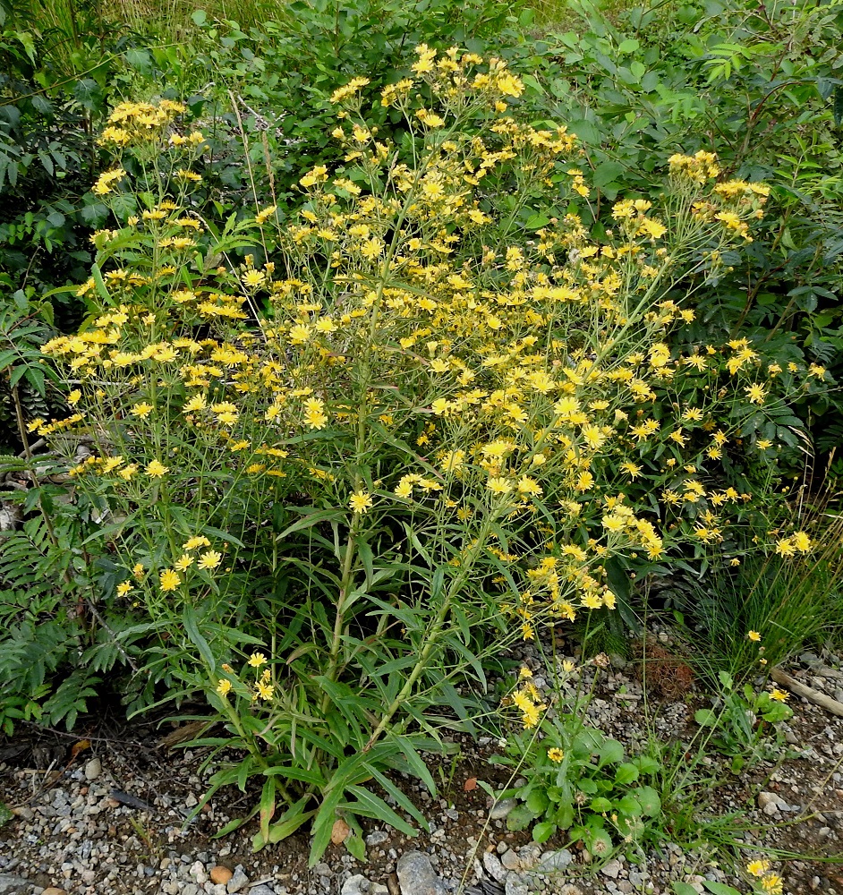 Hieracium umbellatum - sarjakeltanon kukinnan jatkuessa kukintohaaroja kehittyy toisinaan lähes koko varren mitalta, alaosan lehtihankoja myöten. EH, Hattula, Retula, Laitikkalantien (tie 13958) laita avohakkuualueen kohdalla, 2.8.2021. Copyright Hannu Kämäräinen.