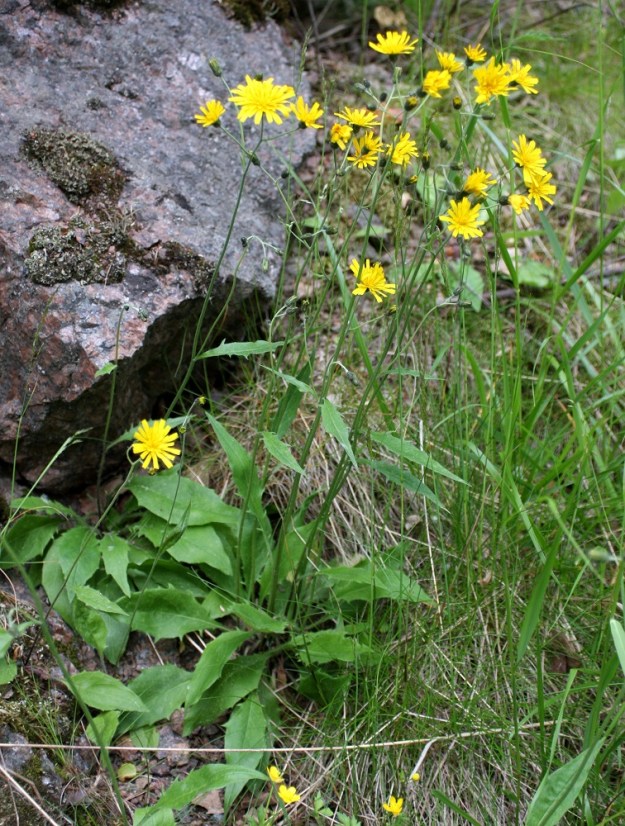 Hieracium sect. Vulgata - ahokeltanoiden tyvellä on kukintavaiheessa lakastuva tai sen aikanakin säilyvä, niukka - runsas lehtiruusuke. Runsasruusukkeisemmissa kukinta-aikaisissa kasvustoissa, joissa on vähän varsilehtiä, on yleisnäöltään paljon yhtenevyyttä salokeltanoryhmän, H. sect. Hieracium, lajeihin. Ahokeltanoilla ruusukelehtien lehtilavan tyvi on kuitenkin kiilamainen, kun se salokeltanoilla on useimmiten tylppä tai herttamainen. U, Porvoo, Emäsalo, Tolkkisen ja Emäsalon välisen sillan pielestä rantalaiturille vievän tien laiteet, 14.6.2008. Kuvassa on katveahokeltano, H. umbricola. Määrityksen on tehnyt näytteestä Alexander Sennikov 2008. Copyright Hannu Kämäräinen.