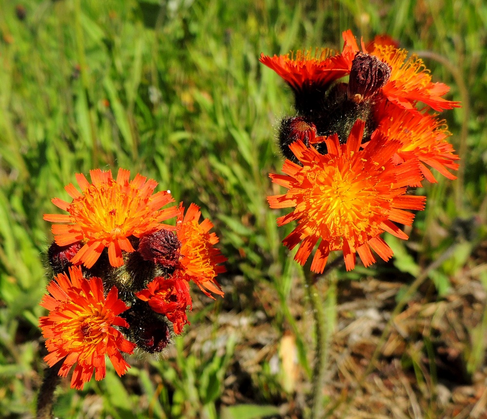 Pilosella aurantiaca - oranssivoikeltanon kukintokokonaisuus on aluksi hyvin tiiviin palleromainen. Varsinaiset kukinnot muodostuvat noin 3-15 kukkamaisesta mykeröstä. A, Vårdö, Sandö, Björkäng, Sandövägen-maantien laide, 10.6.2014. Copyright Hannu Kämäräinen.
