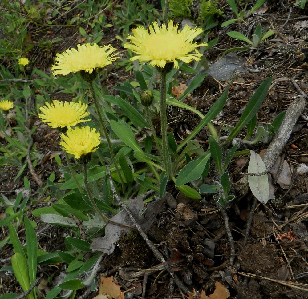 Pilosella Pilosellina -ryhmän - huopavoikeltanoiden vanat ovat yksimykeröisiä. Lehdet ovat kapean vastapuikeat, tavallisesti noin 3-10(-20) cm pitkät ja leveimmältä kohtaa noin 0,5-2 cm leveät. Ruoti on siipipalteinen ja sen osuus lehtien kokonaispituudesta on noin 1-3(-8) cm. Se levenee kuitenkin niin tasaisesti lehtilavaksi, että tarkkaa rajaa on lähes mahdoton osoittaa. Kuvassa on huopavoikeltano, P. officinarum. EH, Hämeenlinna, Luhtiala, Aulangonjärven koillisenpuoleinen rantakalliojyrkänne, Levonkallio, 23.6.2012. Copyright Hannu Kämäräinen.