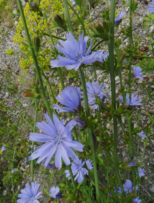 Cichorium intybus - (hyöty)sikurin mykeröt ovat pitkin pystyjä, yläviistoja tai siirottavia varsihaaroja usein pareittain. Mykeröt ovat lähes tai aivan perättömiä. EH, Hämeenlinna, Keinusaari, ratapihan ylittävän Viipurintien sillan penger rata-alueen länsipuolella, 21.7.2012. Copyright Hannu Kämäräinen.